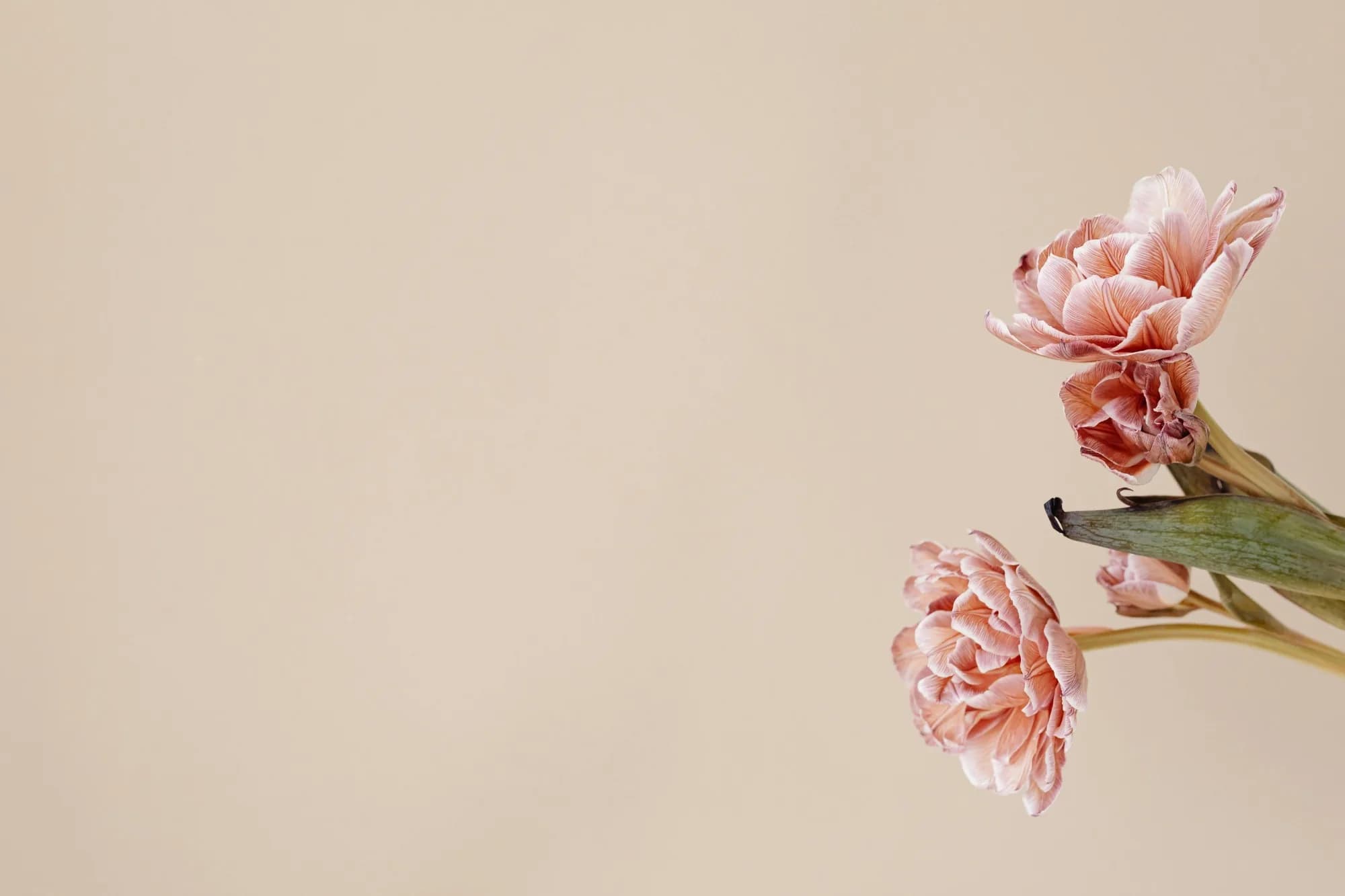 Rosa Tulpen vor einer warmen, beigen Wand
